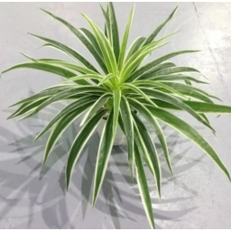 Planta Ramo Hoja Artificial Chlorophytum